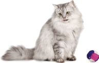 Gato